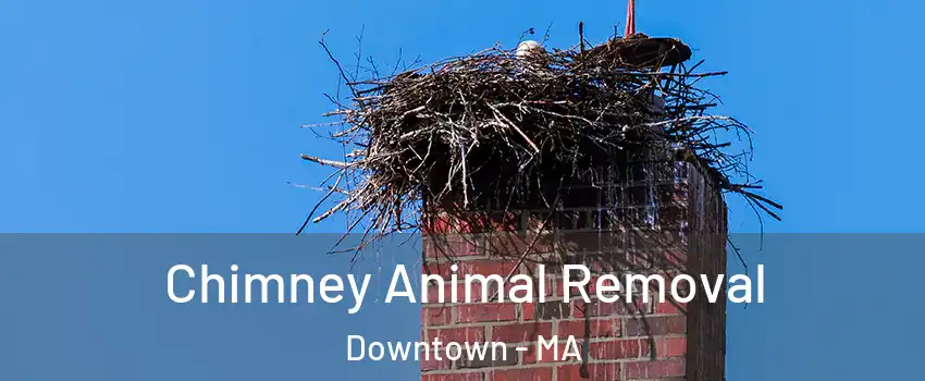 Chimney Animal Removal Downtown - MA