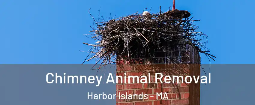 Chimney Animal Removal Harbor Islands - MA