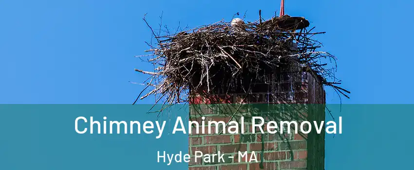 Chimney Animal Removal Hyde Park - MA