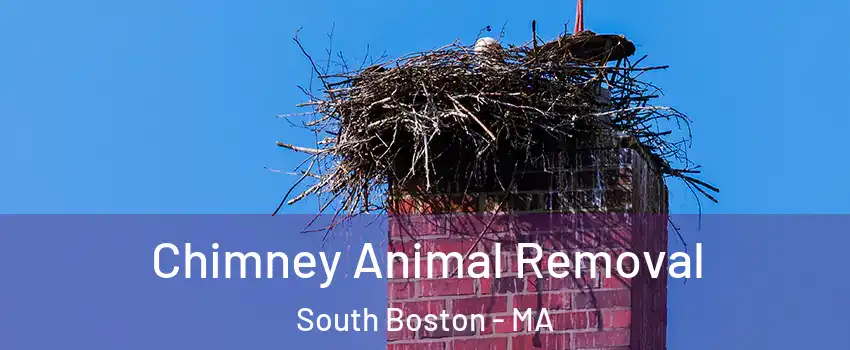 Chimney Animal Removal South Boston - MA