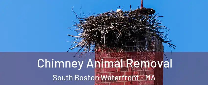 Chimney Animal Removal South Boston Waterfront - MA