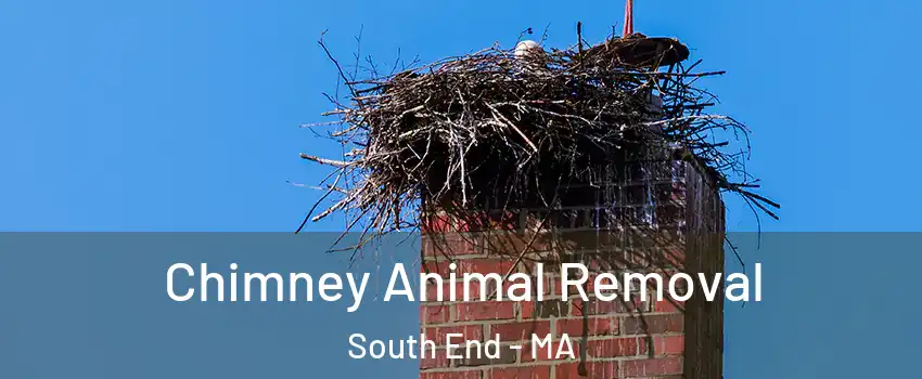 Chimney Animal Removal South End - MA