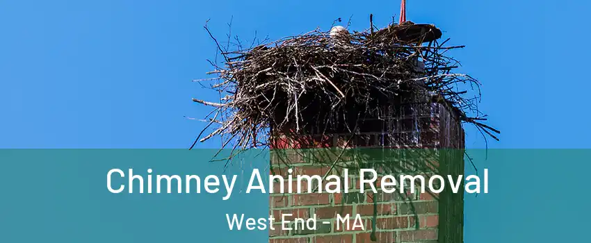 Chimney Animal Removal West End - MA