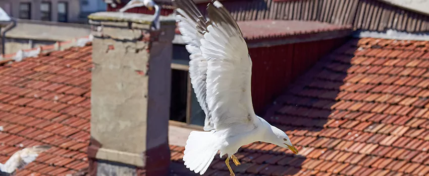 Residential Chimney Animal Removal Solution in Hyde Park, MA